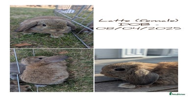 Mini Lop rabbits - Advert 7