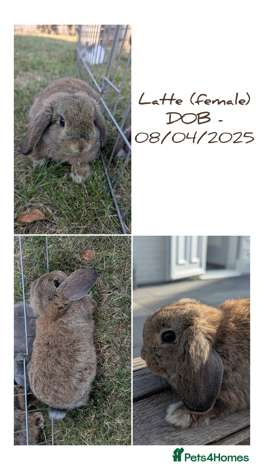 Mini Lop rabbits for sale: 2 female & 1 male mini lop-varying ages and prices - Image 3
