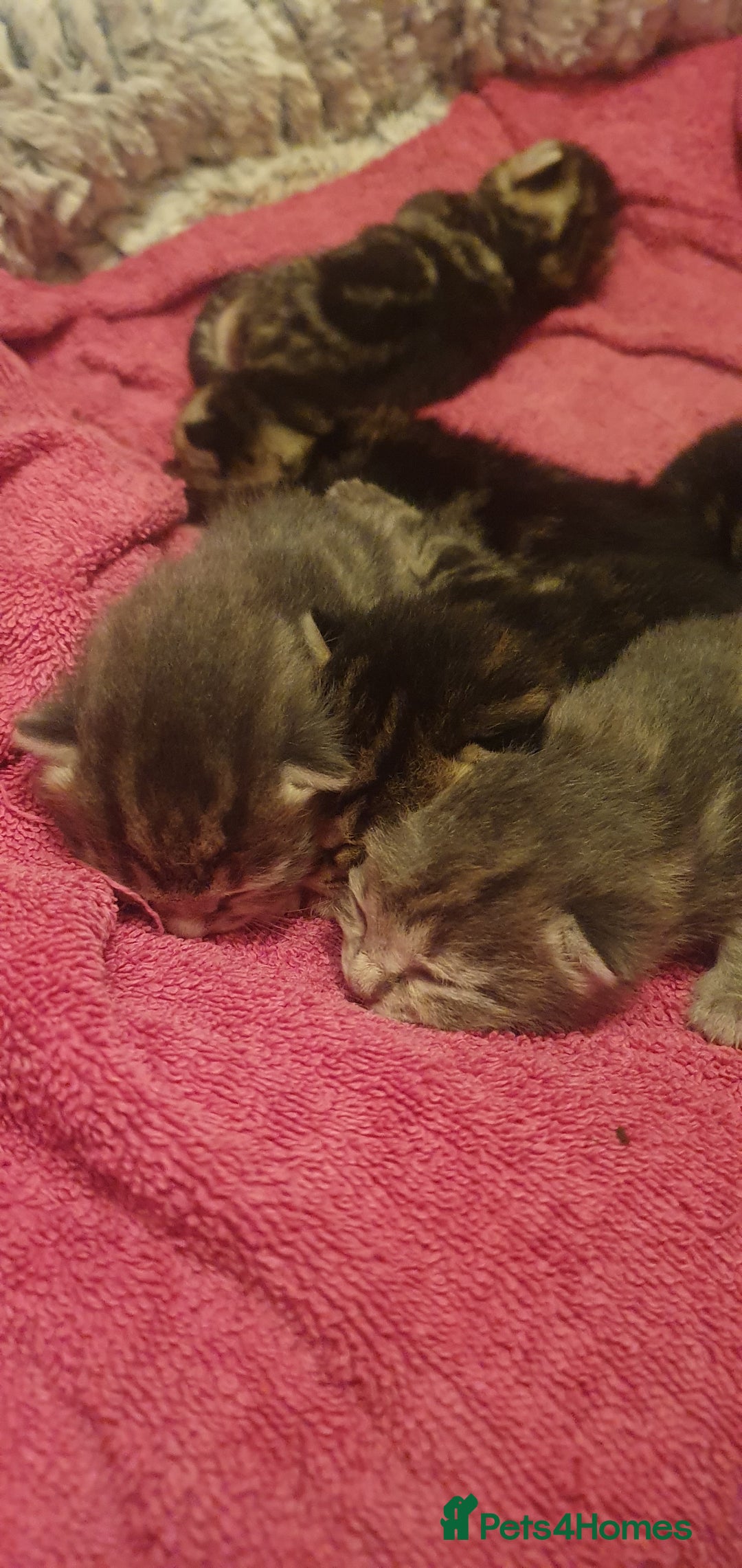 Domestic Shorthair cats for sale: 6 beautiful kitties - Image 4