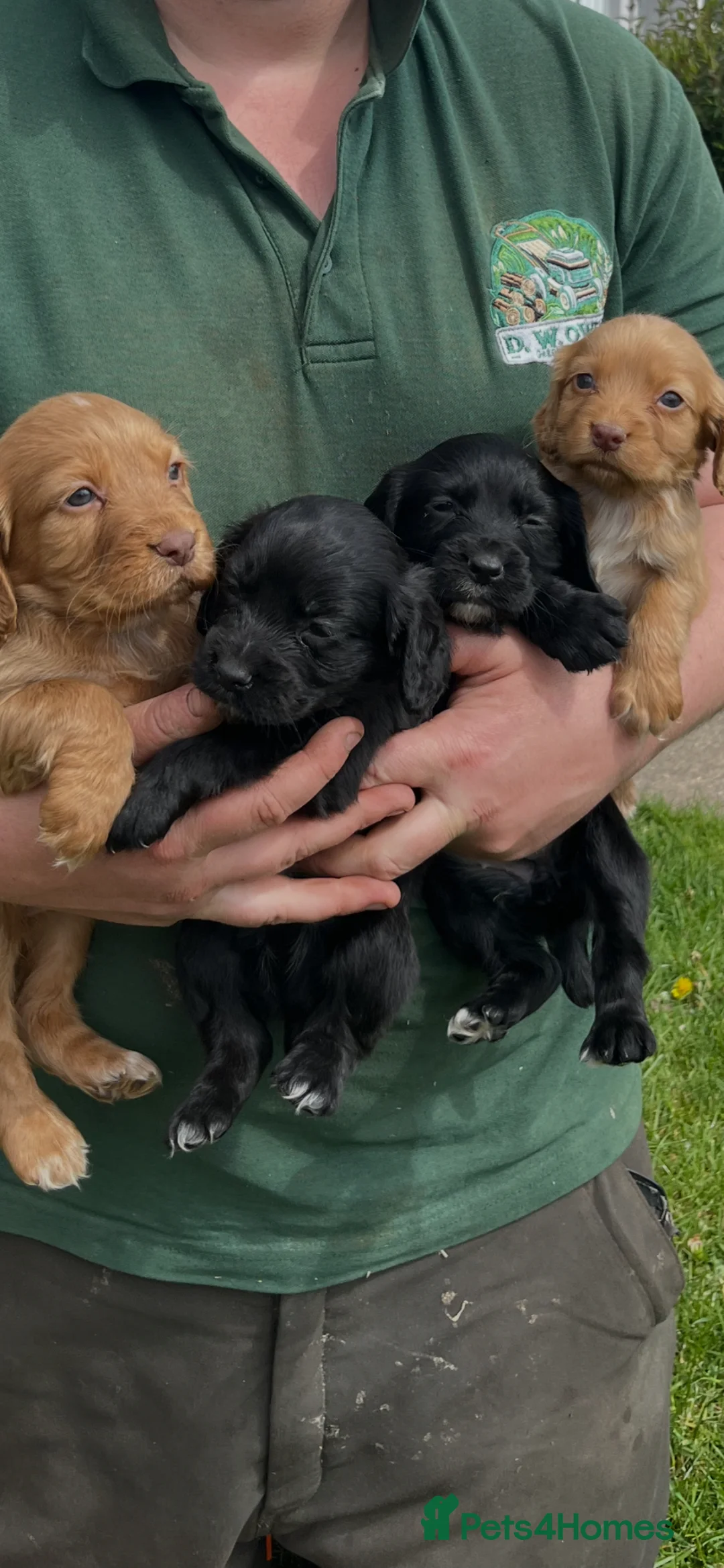 Cocker Spaniel dogs for sale: Stunning litter of cocker spaniels pups  in Ruthin - Advert 2