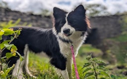 Border Collie dogs for stud: Looking for a stud for February  - Image 4