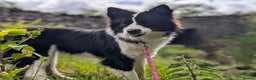 Border Collie dogs for stud: Looking for a stud for February  - Advert 4