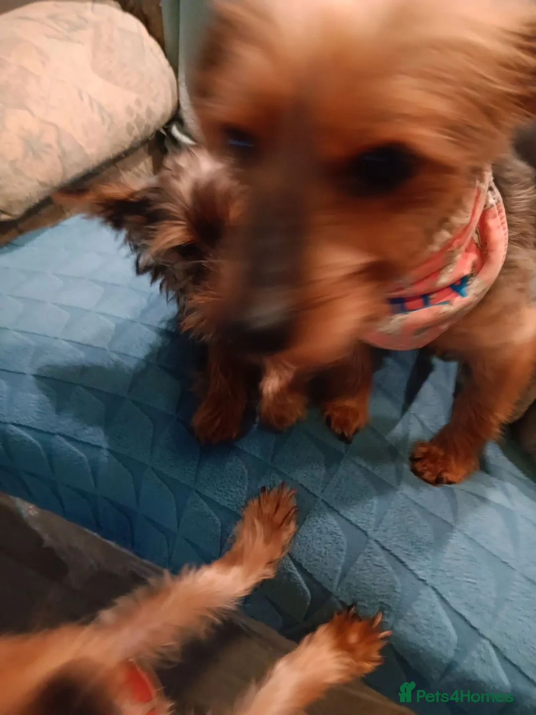 Yorkshire Terrier dogs for sale: Theodore (theo) in Hereford - Advert 2