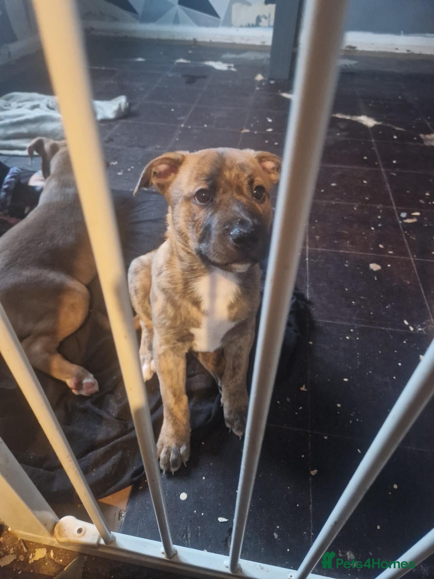 Mixed Breed dogs AVALIABLE husky cross staff  - Advert 7