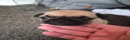 Pug dogs for sale: 1 female pug pup left - Advert 8