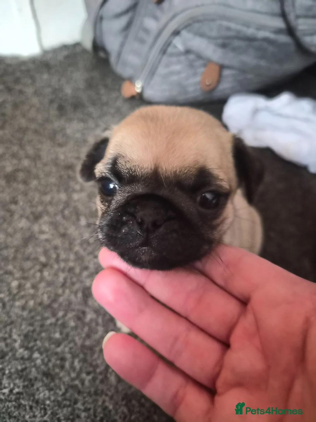 Pug dogs for sale: 1 female pug pup left - Advert 8