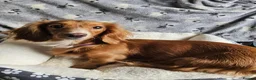 Miniature Dachshund dogs for sale: Beautiful Miniature Dachshund Puppies - Advert 2