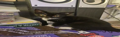 Mixed Breed Kitten 2
