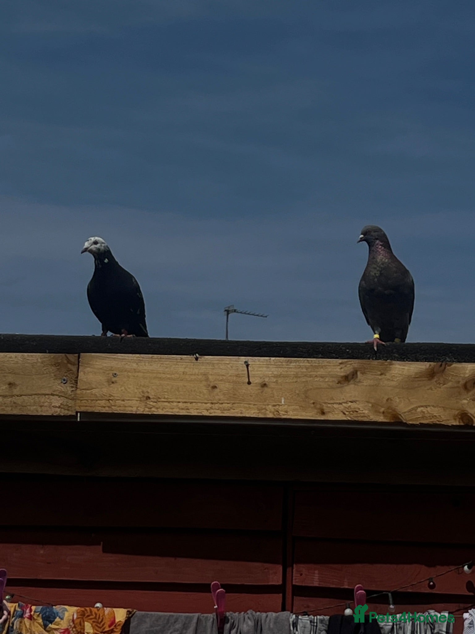 Pigeons birds Breeding pair for sale  - Advert 1