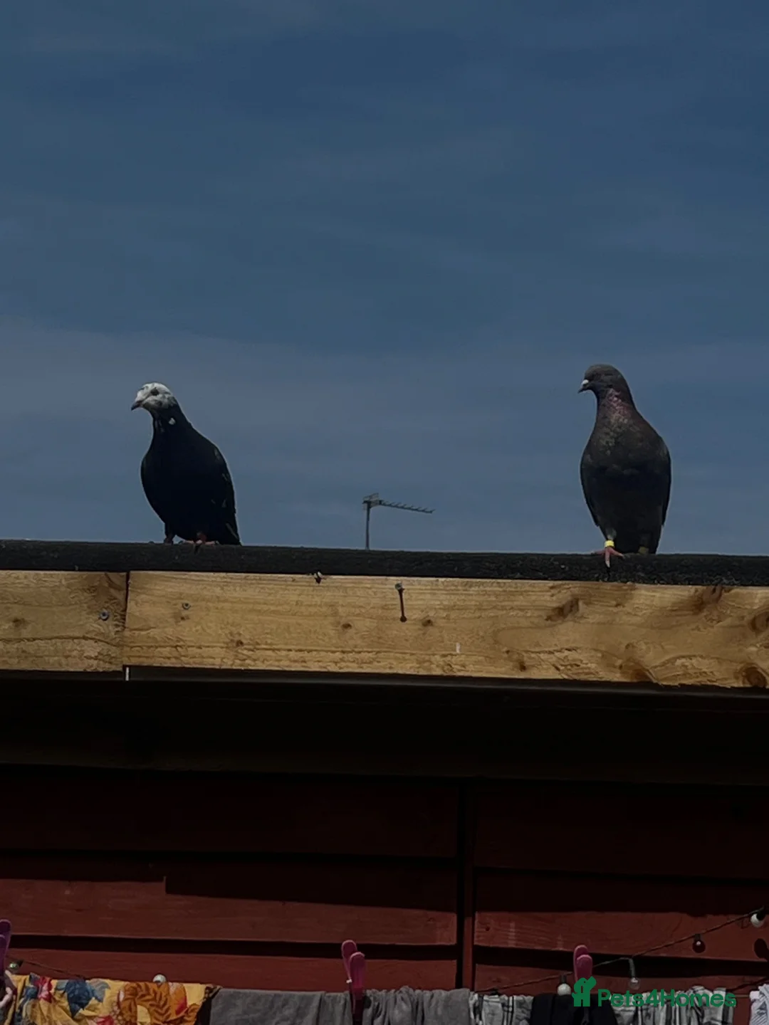 Pigeons birds for sale: Breeding pair for sale  in Birmingham - Advert 1
