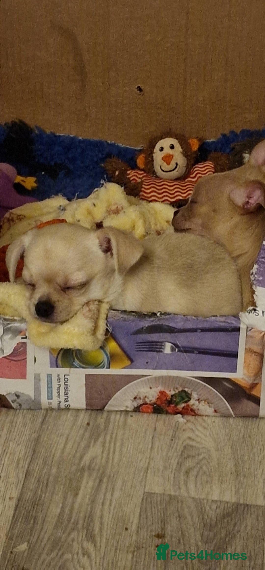 Chihuahua dogs for sale: Short-Haired Applehead Chihuahuas - Image 16