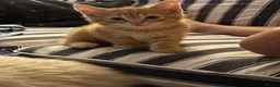 Mixed Breed cats for sale: Mixed breed chunky fluffy kittens - Advert 23