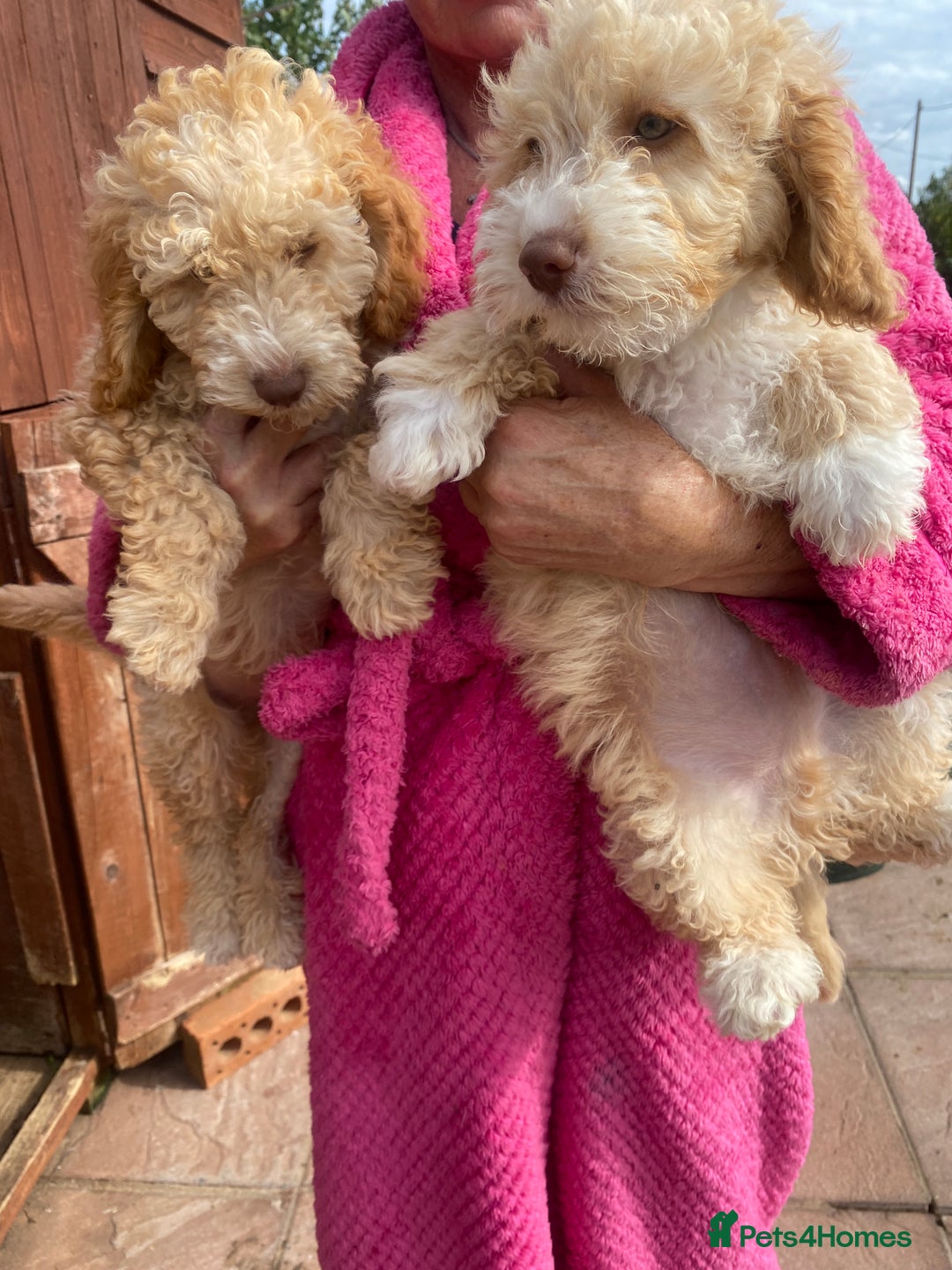 Cockapoo dogs for sale: F2 cockerpoos for sale - Image 1