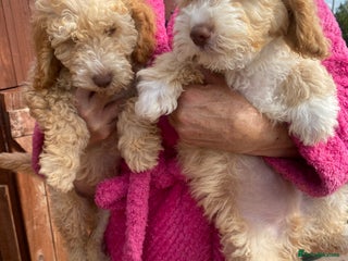 Cockapoo dogs - Advert 9