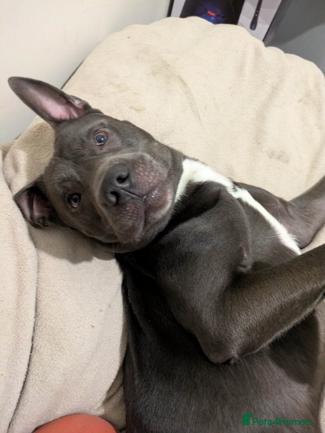 Mixed Breed dogs for sale: Smokey. Belgian malinois x looking for a new home - Advert 4