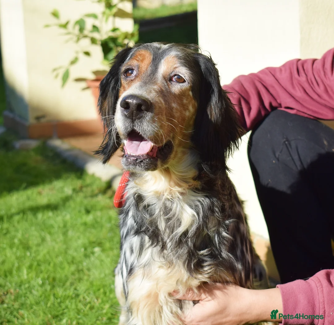 English Setter dogs for adoption: Carina - Advert 4