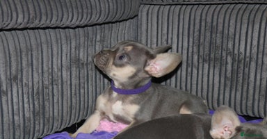 French Bulldog dogs - Advert 3