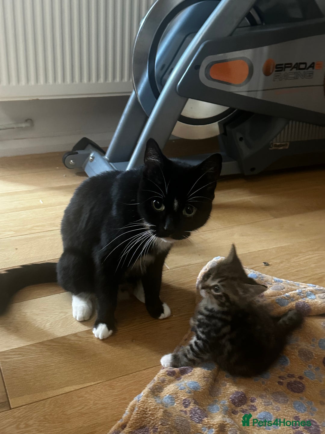 Mixed Breed cats for sale: 6 Of the cutest kittens ever !  - Image 30