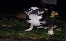Alapaha Blue Blood Bulldog dogs for sale: IABBR. Health tested. Top lines.  - Advert 26