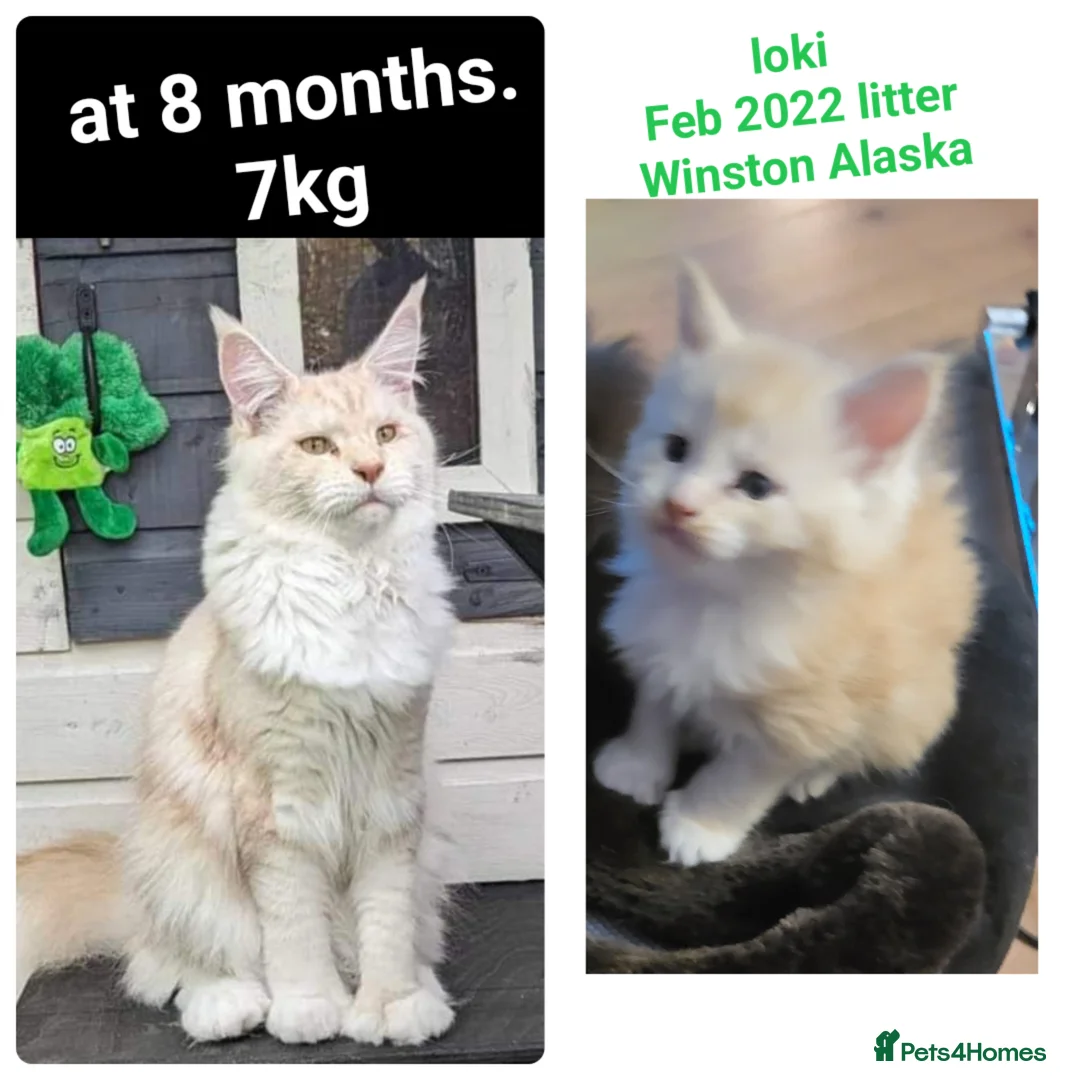 Maine Coon cats for sale: ✨✨ blk smoke F 6666 MC TiCA REG Poss active - Advert 14