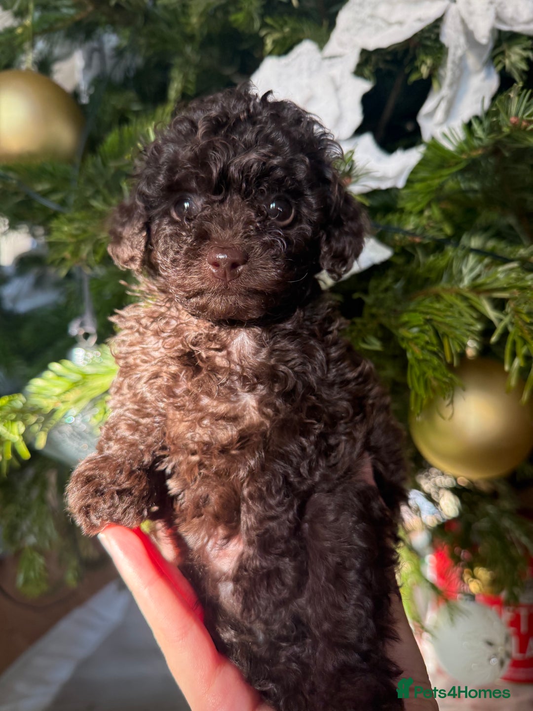 Toy Poodle dogs for sale: 3 adorable toy poodles. Multicoloured, check des. - Advert 5