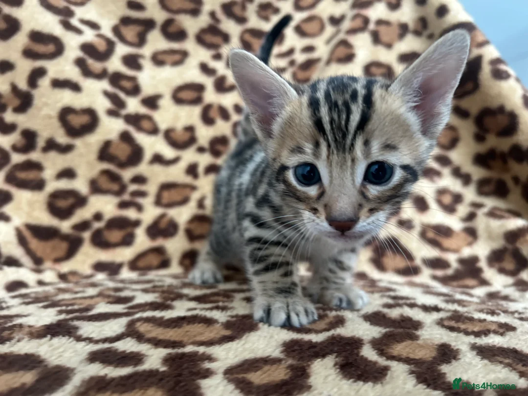 Bengal cats for sale: Beautiful Litter of Bengal Kittens - TICA Reg - Advert 27