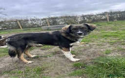 Mixed Breed dogs for adoption: MABEL - Image 4