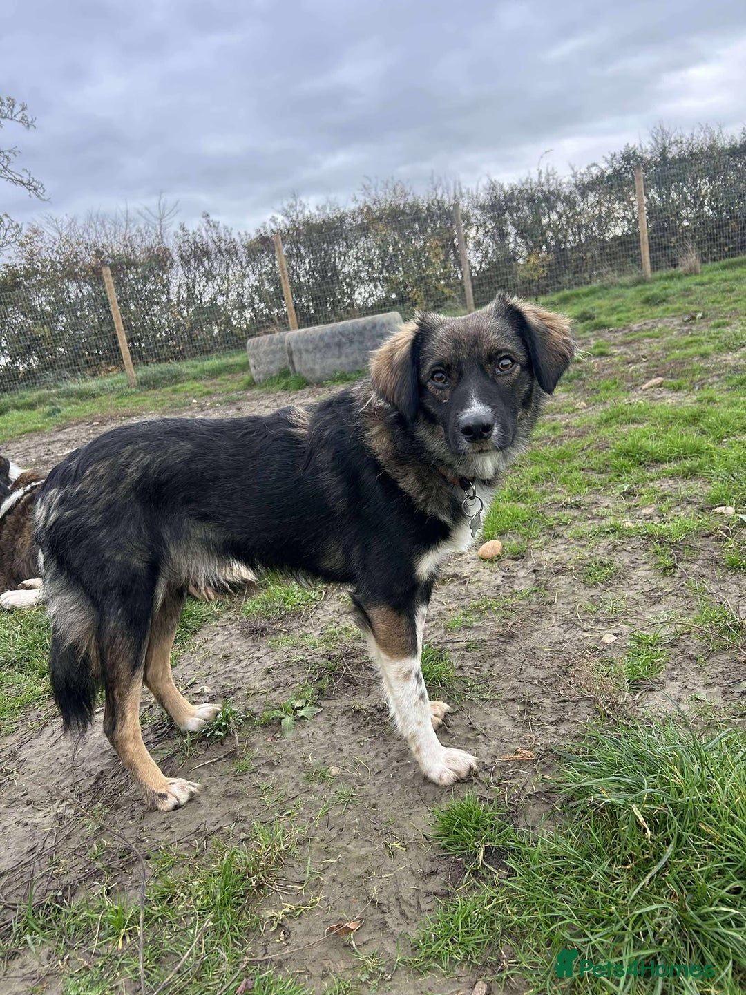 Mixed Breed dogs for adoption: MABEL - Image 4