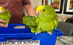Parrots birds for sale: STUNNING BABY DOUBLE YELLOW HEADED AMAZONS - Image 3