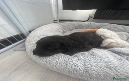 Mixed Breed dogs for sale: KC COCKER X MINI COLLIE PUPS  - Advert 12