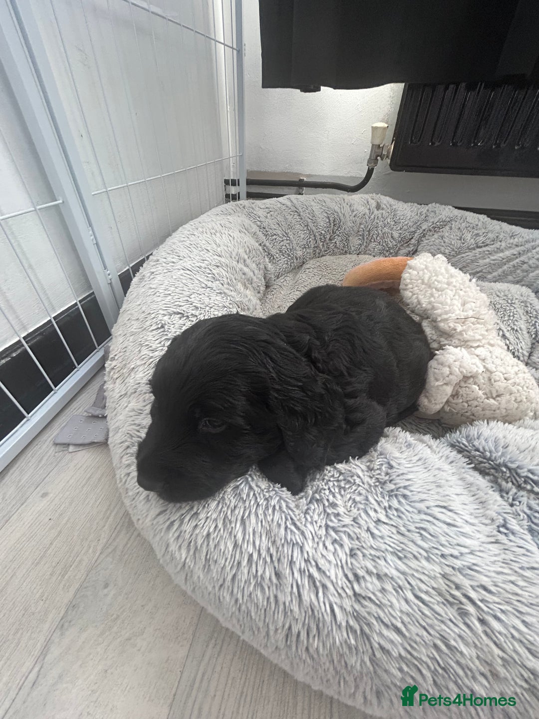 Mixed Breed dogs for sale: KC COCKER X MINI COLLIE PUPS  - Advert 12