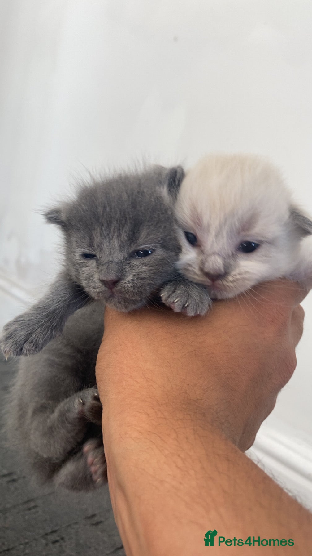 British Shorthair cats  British Shorthair X Ragdoll - Advert 1