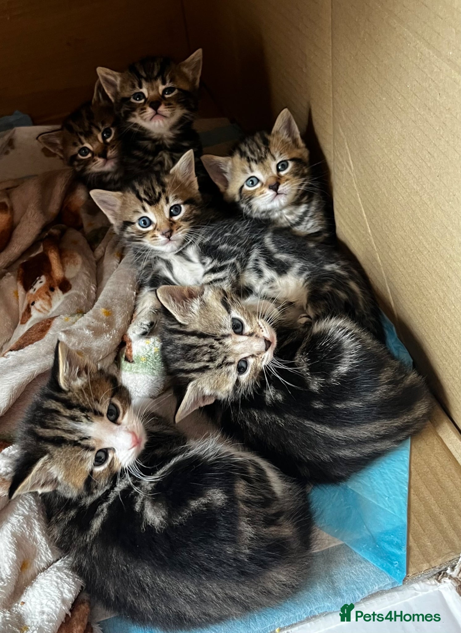 Mixed Breed cats for sale: Beautiful Tabby kittens for sale  - Advert 17