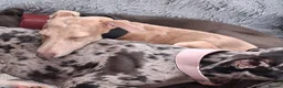 Italian Greyhound dogs for sale: Italian greyhound / whippet  - Advert 6