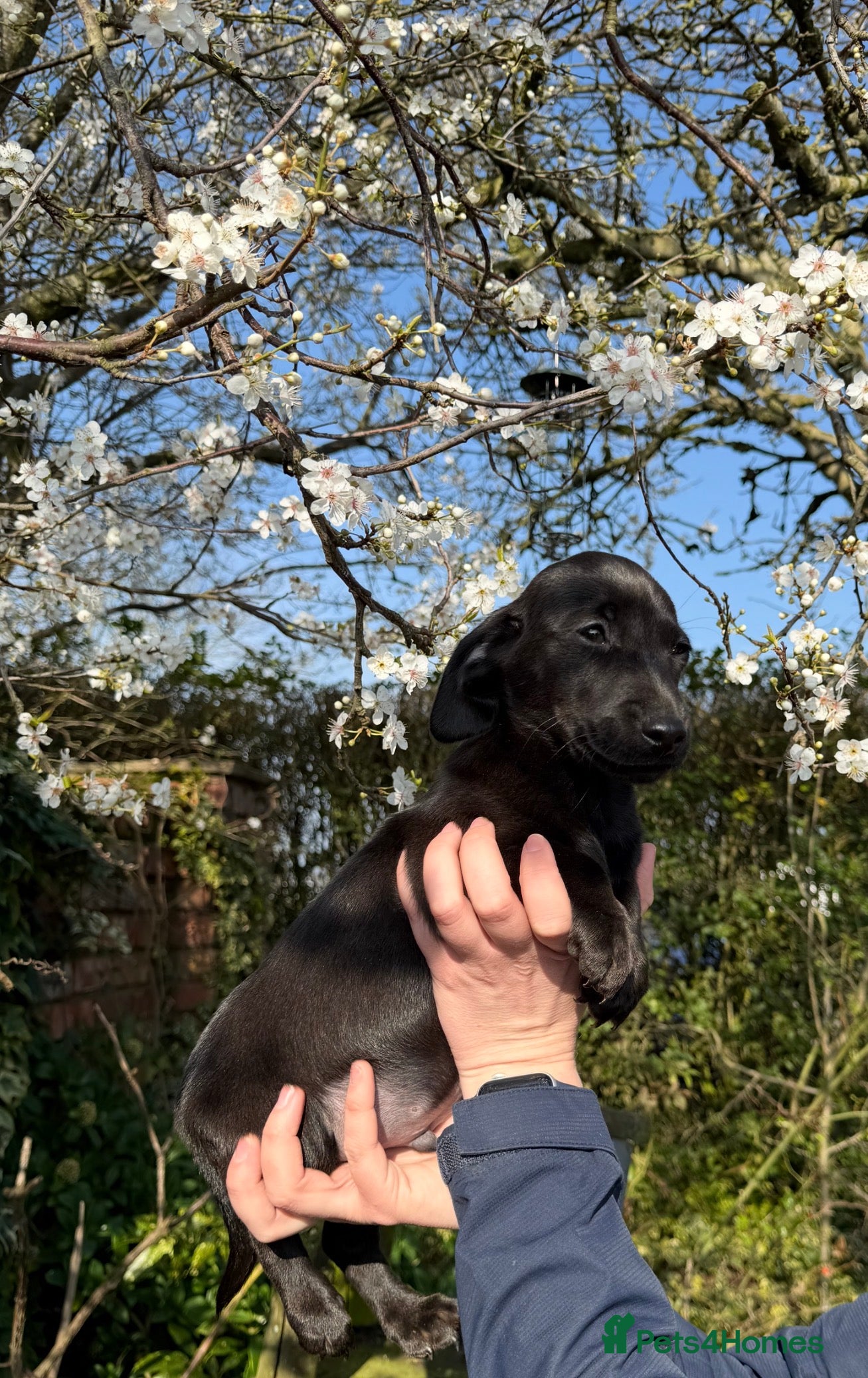 Mixed Breed dogs Beautiful Jackdachs LAST BOY READY TO GO! - Advert 17