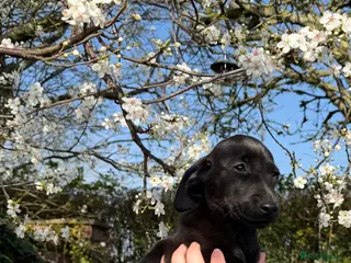 Mixed Breed dogs Beautiful Jackdachs LAST BOY READY TO GO! - Advert 17