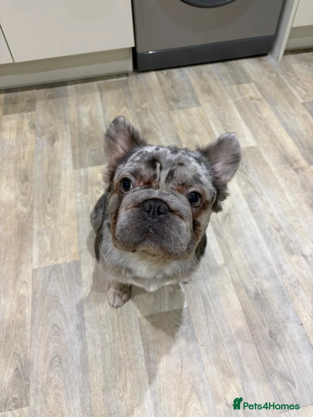French Bulldog dogs for sale: 🐾 Forever Home Wanted for Bodhi French Bulldog 🐾 - Advert 1