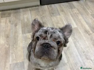 French Bulldog dogs 🐾 Forever Home Wanted for Bodhi French Bulldog 🐾 - Advert 2