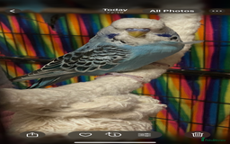 Budgerigars birds for sale: Baby Budgies’s males and females  - Image 5