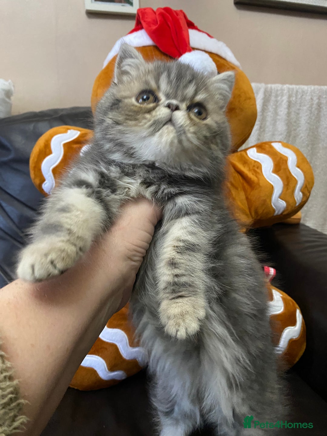 Persian cats for sale: EXCEPTIONAL LITTER PERSIAN EXOTIC KITTENS - Advert 8