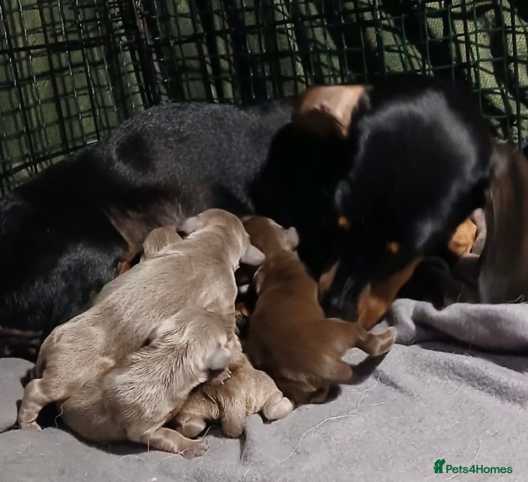 Miniature Dachshund dogs for sale: miniature dachshunds (health clear) - Image 6