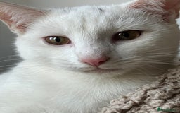 Domestic Shorthair cats for sale: Beautiful white cat  - Image 3