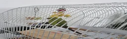 Ringnecks birds for sale: Indian Ringneck  - Advert 1