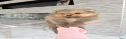 Pomeranian dogs for sale: 🫶🏽 5 BEAUTIFUL POMERANIAN PUPPIES 🫶🏽   - Advert 17