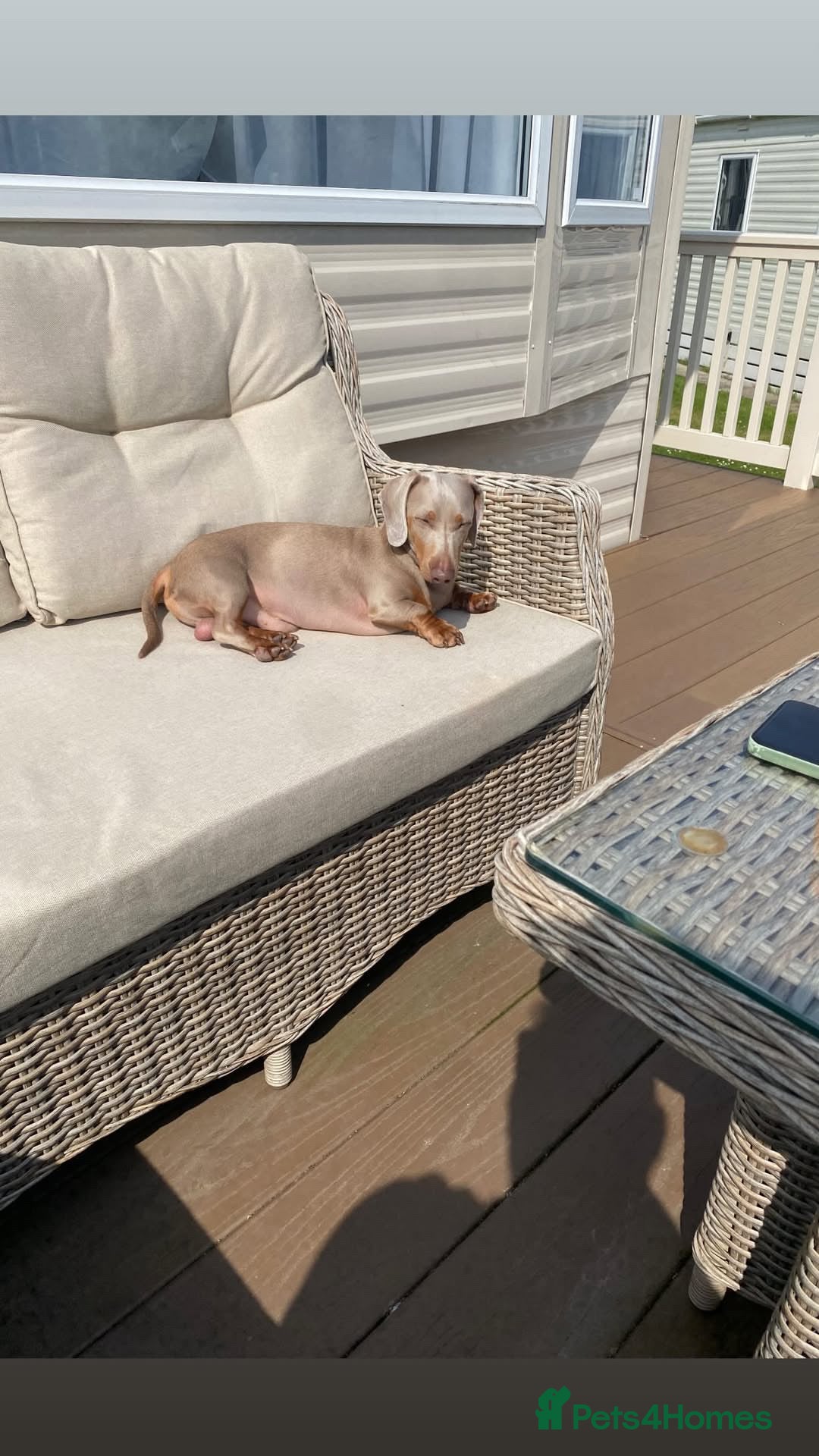 Miniature Dachshund dogs for stud: Isabella Blue Dachshund  - Advert 9