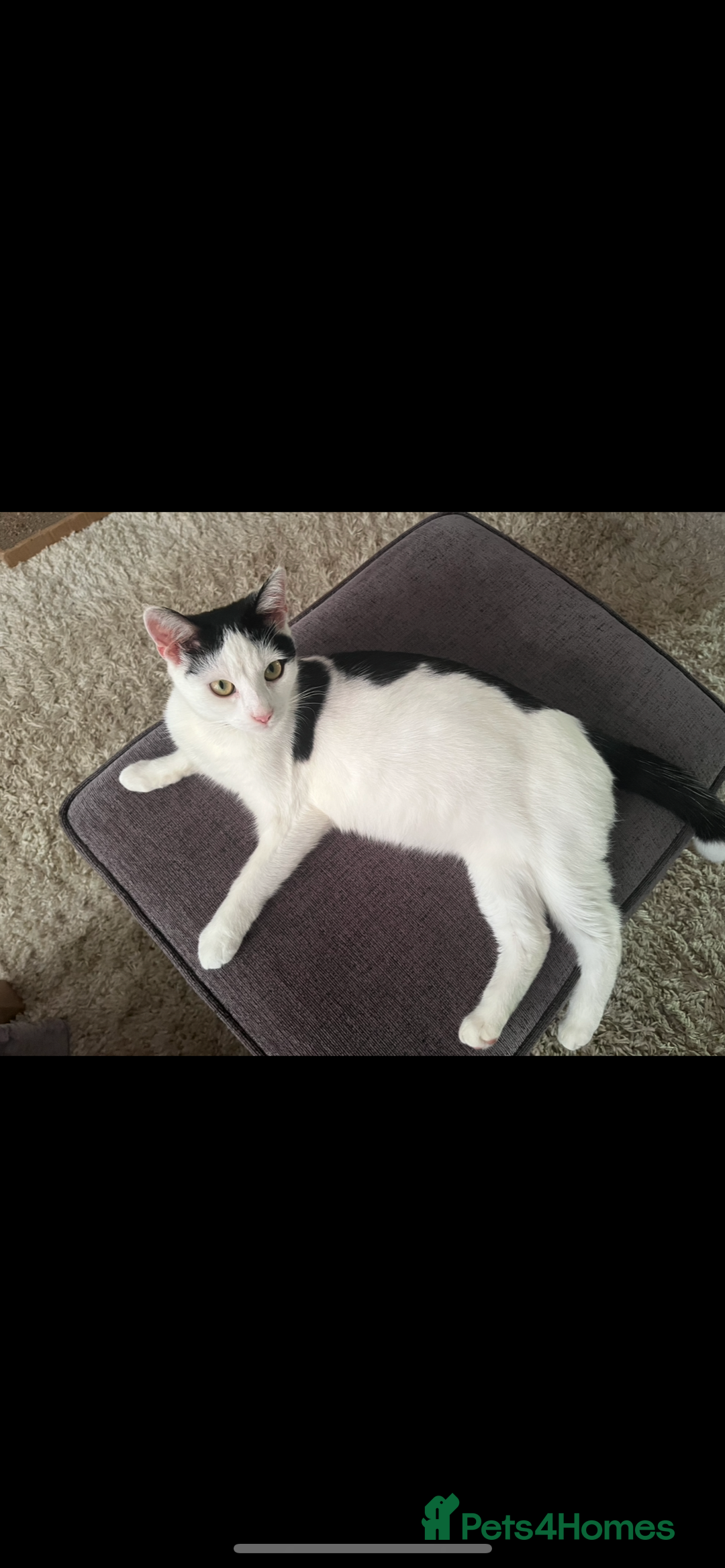 Domestic Shorthair cats for sale: 2 kittens for sale  - Image 7