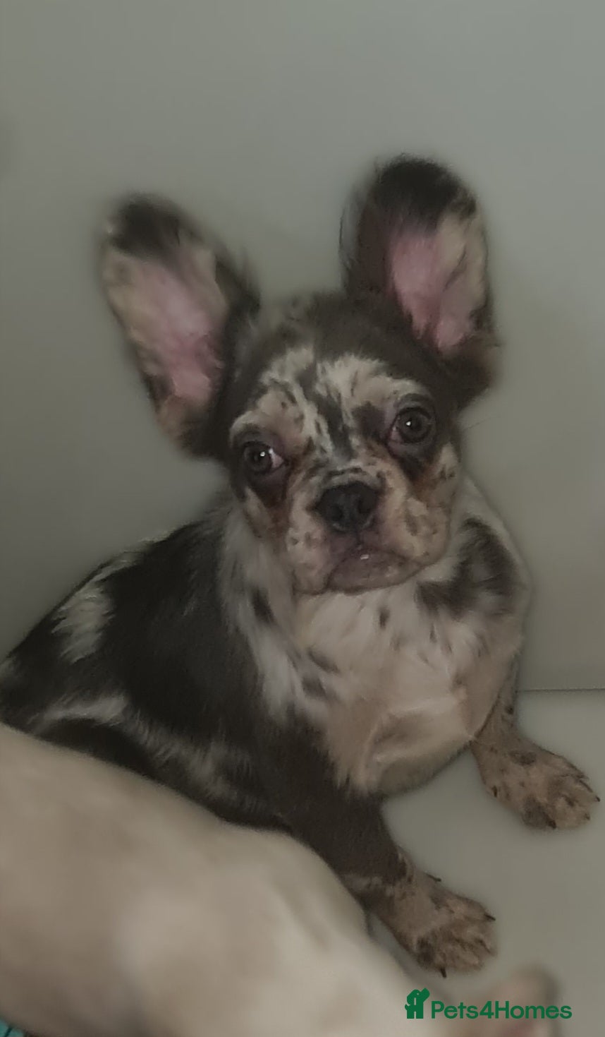 French Bulldog dogs ✨ Enchanted Frenchie Puppies Ready Now! ✨ - Advert 5