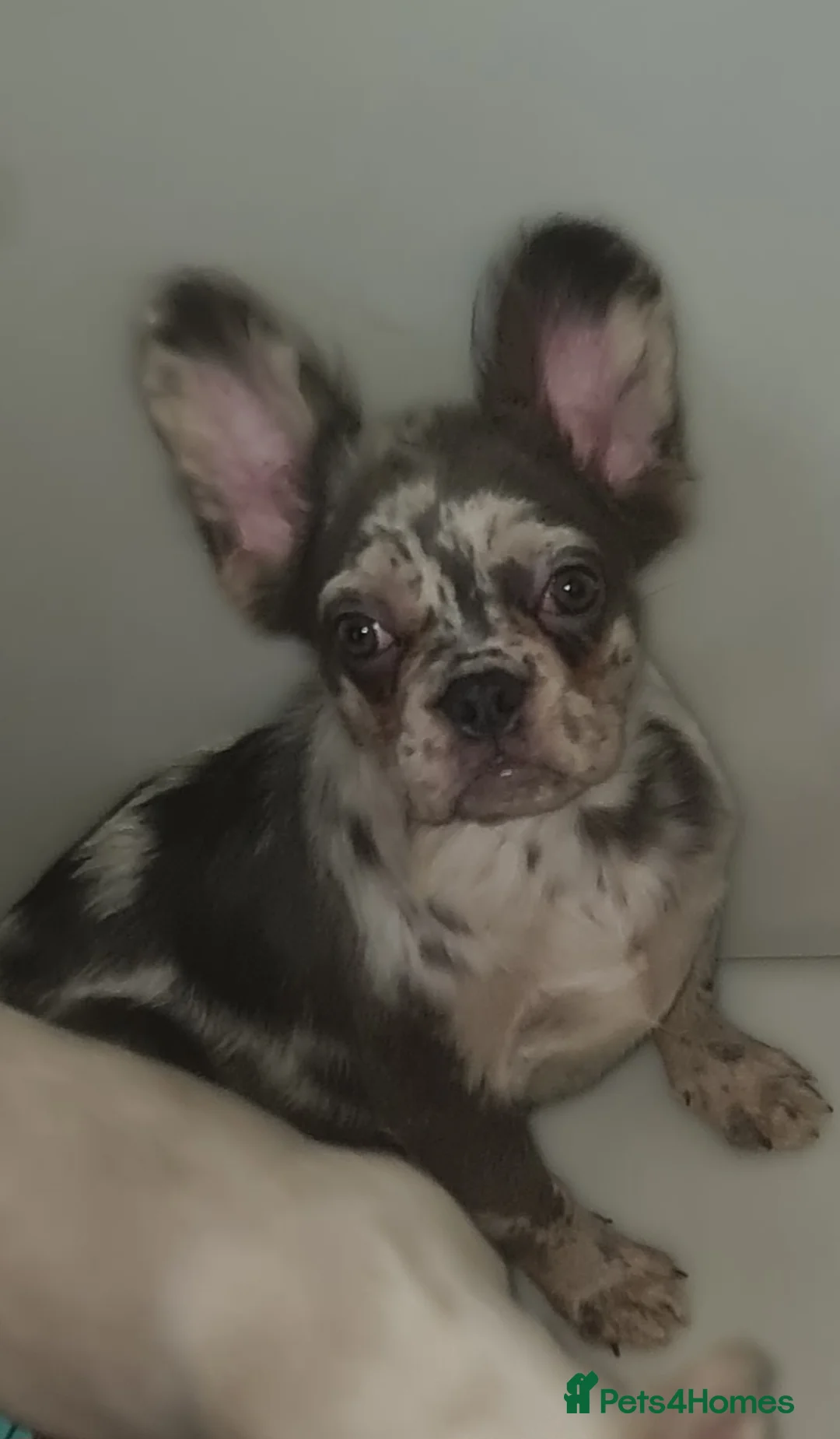 French Bulldog dogs for sale: ✨ Enchanted Frenchie Puppies Ready Now! ✨ - Advert 1