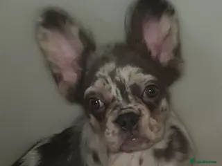 French Bulldog dogs ✨ Enchanted Frenchie Puppies Ready Now! ✨ - Advert 5