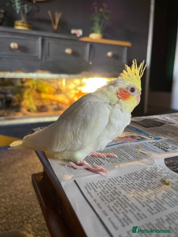 Cockatiels birds - Advert 18